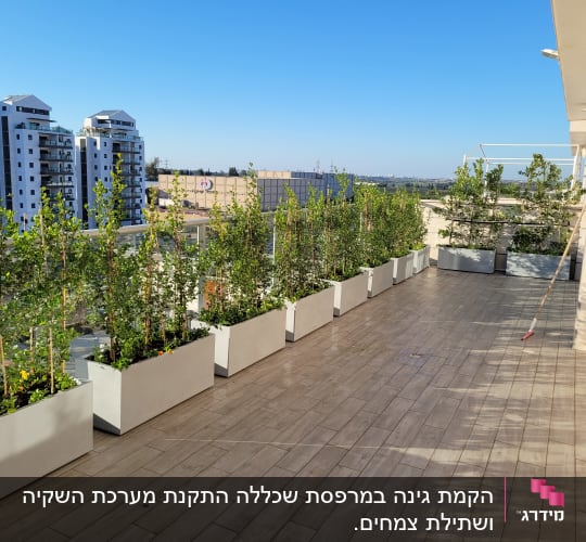 עציצים עם צמחים ירוקים על מרפסת מרוצפת